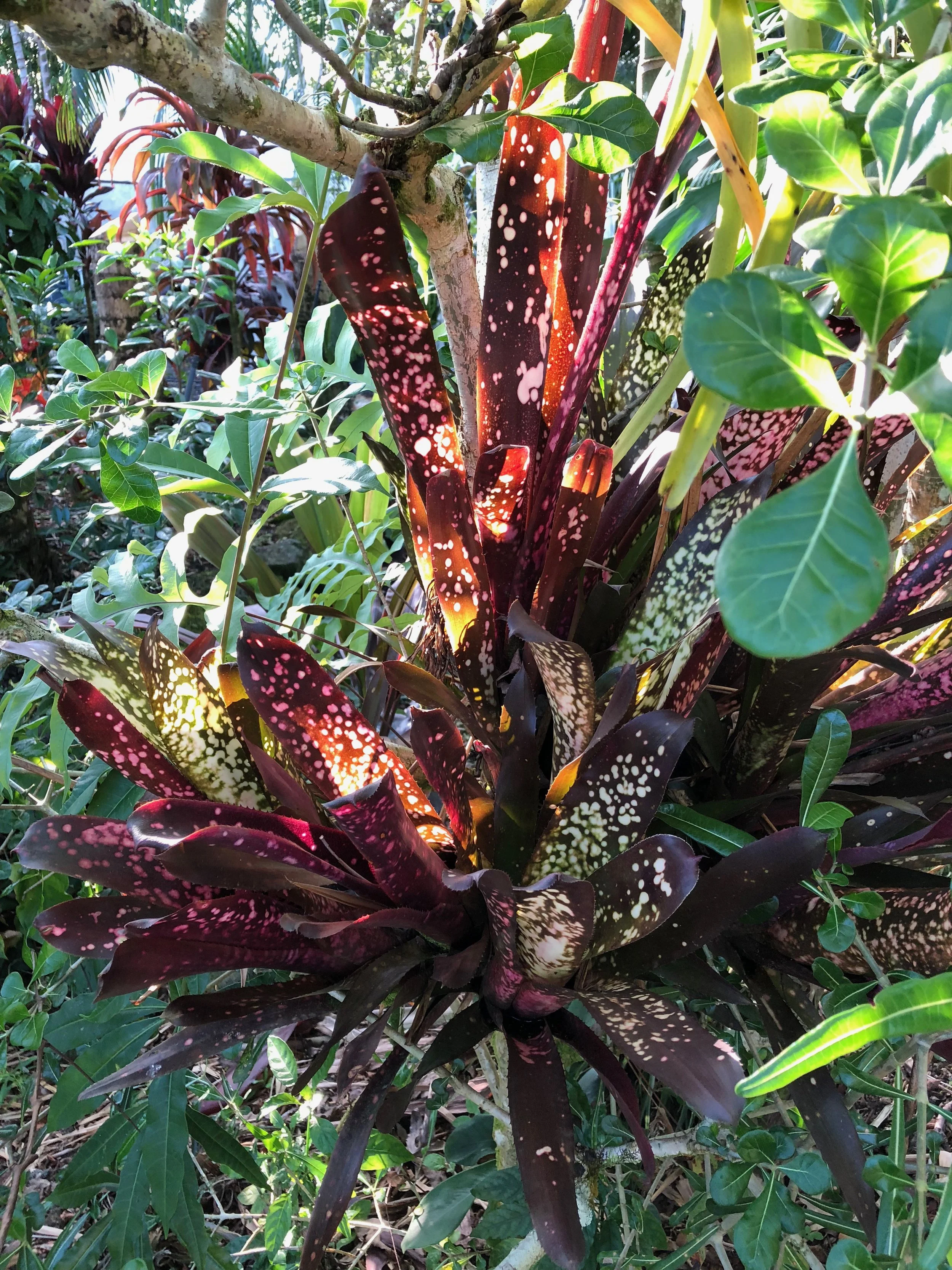 Billbergia+‘Hallelujah’+(1). Billbergia+‘Hallelujah’+(1).